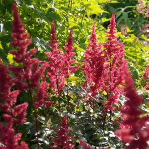 Astilbe Fanal