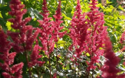 Astilbe Fanal
