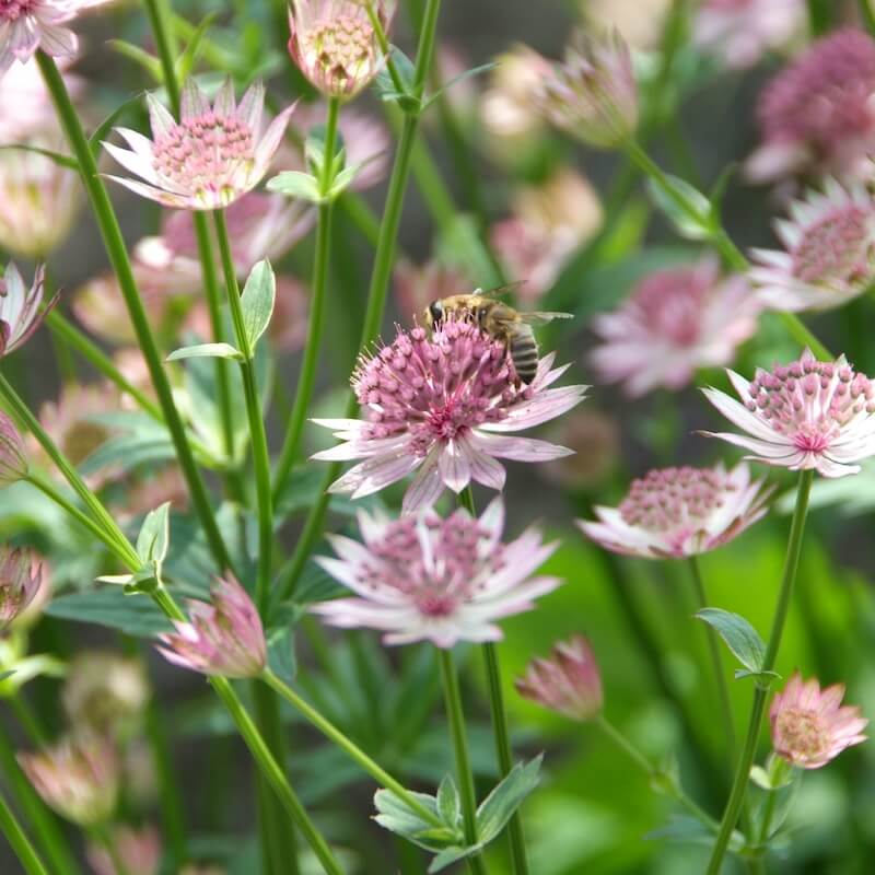 Astrantia Roma Flowers with Bee Cropped Astrantia Roma Flowers with Bee Cropped