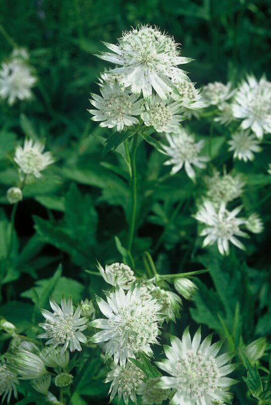 Astrantia major Shaggy Flowers
