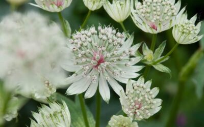 Astrantia major Shaggy
