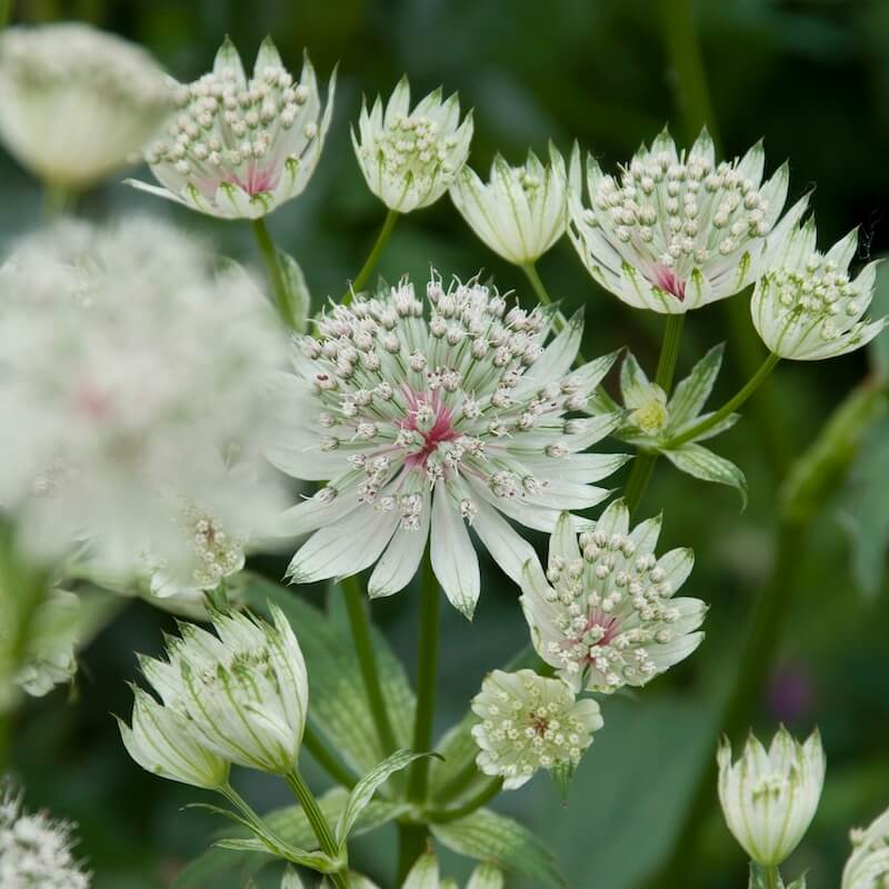 Astrantia major Shaggy Flowers