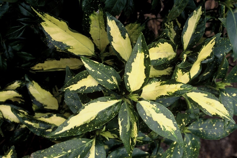 Aucuba japonica Picturata Foliage Close Up Aucuba japonica Picturata Foliage Close Up