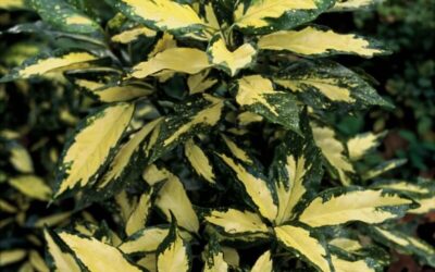 Aucuba japonica Picturata