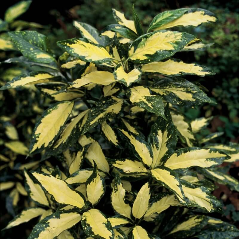 Aucuba japonica Picturata Variegated Foliage Cropped Aucuba japonica Picturata Variegated Foliage Cropped
