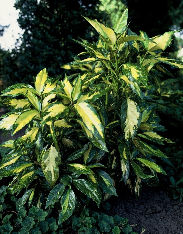 Aucuba japonica Picturata Variegated Foliage Aucuba japonica Picturata Variegated Foliage