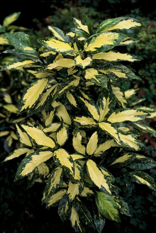 Aucuba japonica Picturata Variegated Golden Foliage Aucuba japonica Picturata Variegated Golden Foliage