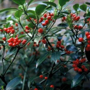 Aucuba japonica Rozannie