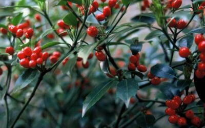 Aucuba japonica Rozannie