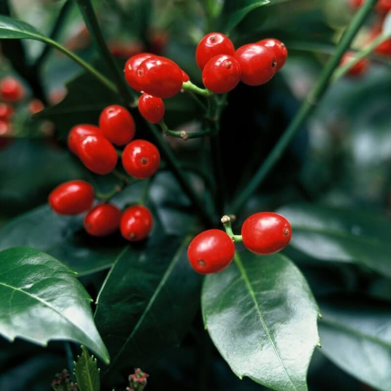Aucuba japonica Rozannie Berries Close Up Aucuba japonica Rozannie Berries Close Up