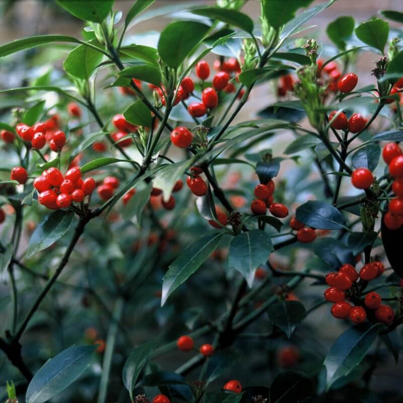 Aucuba japonica Rozannie Berries Aucuba japonica Rozannie Berries