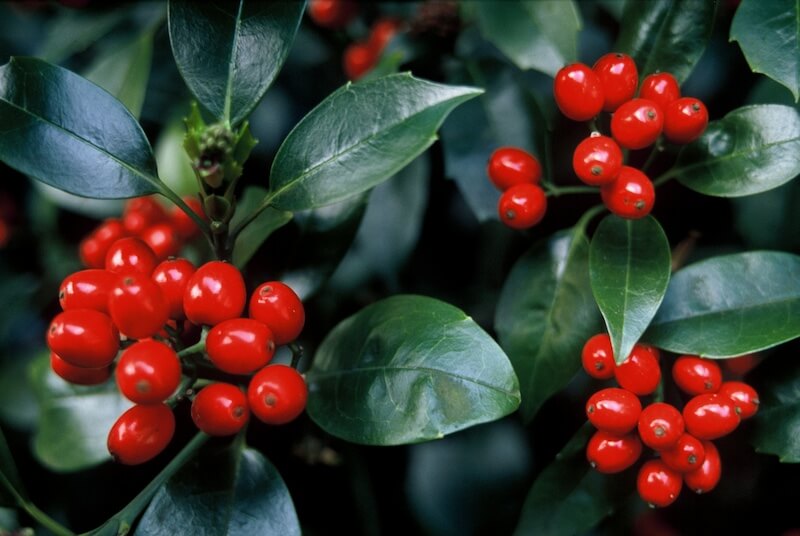 Aucuba japonica Rozannie Bright Berries Aucuba japonica Rozannie Bright Berries