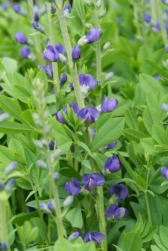 Baptisia australis Purple Flowering