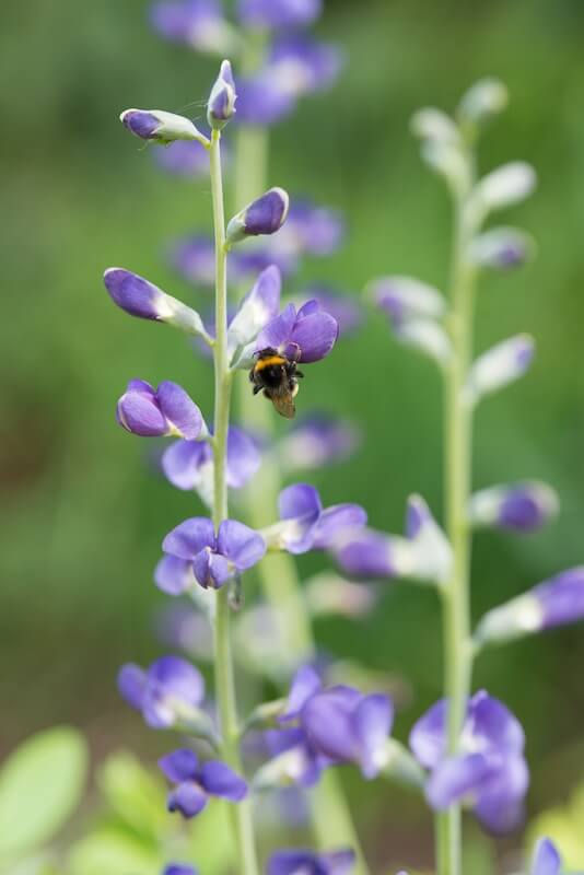 Baptisia australis Purple Flowers with Bee