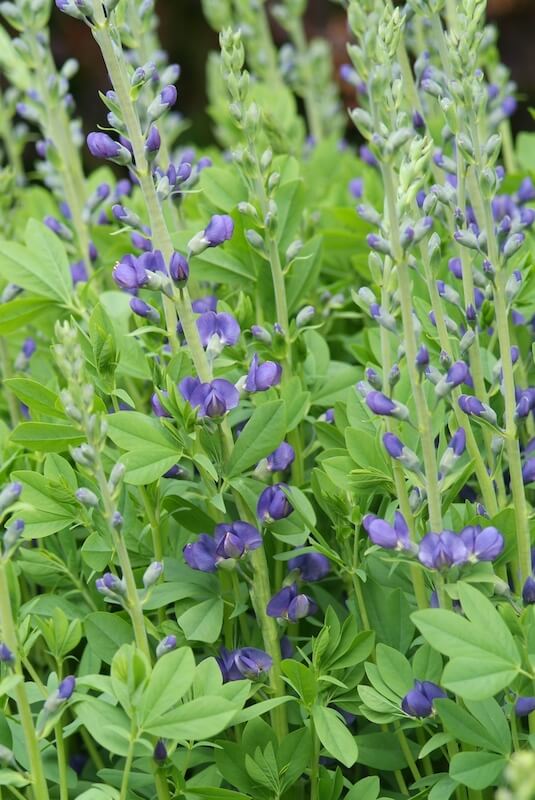 Baptisia australis Purple Flowers