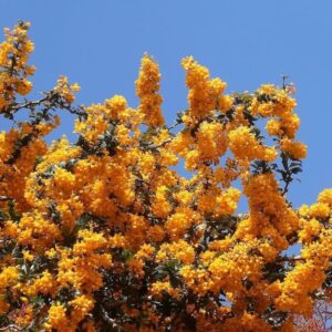 Berberis darwinii