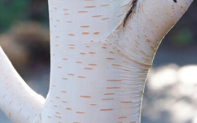 Betula Jacquemontii