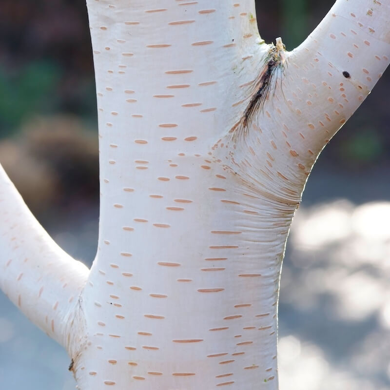 Betula jacquemontii Himalayan Birch White Bark Cropped Betula jacquemontii Himalayan Birch White Bark Cropped