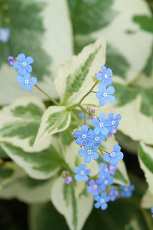 Brunnera Dawson's White Blue Flowers Close Up