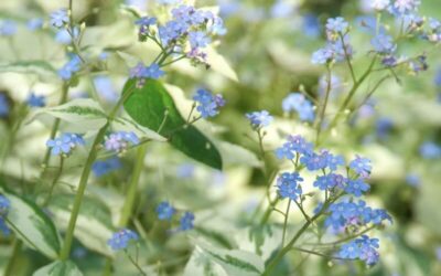 Brunnera Dawson’s White