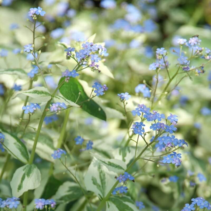 Brunnera Dawson's White Blue Flowers and Variegated Foliage Cropped