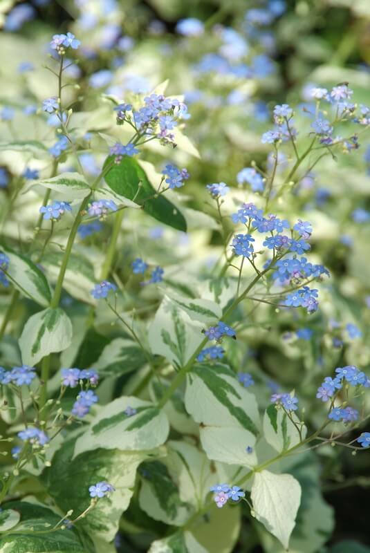 Brunnera Dawson's White Blue Flowers and Variegated Foliage