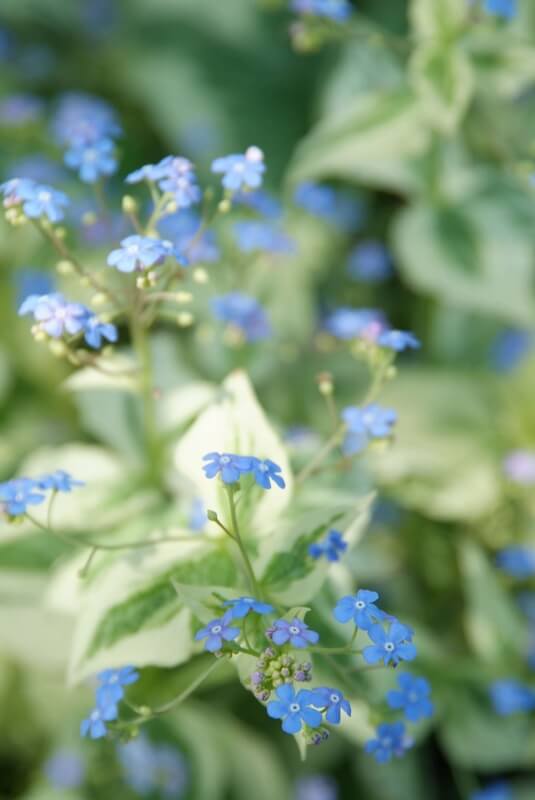 Brunnera Dawson's White Blue Flowers