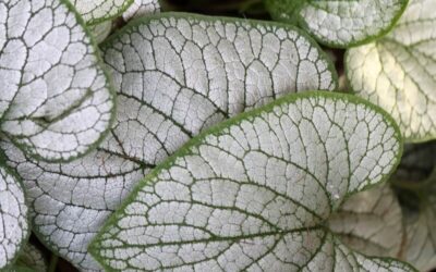 Brunnera Jack Frost