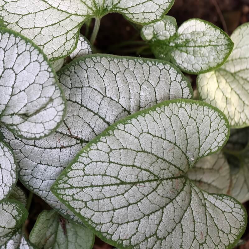 Brunnera Jack Frost Foliage Cropped