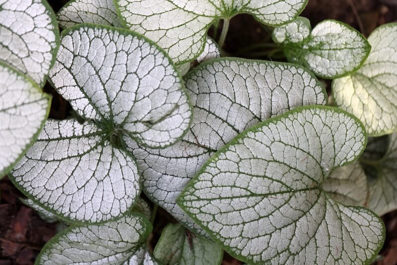 Brunnera Jack Frost Foliage