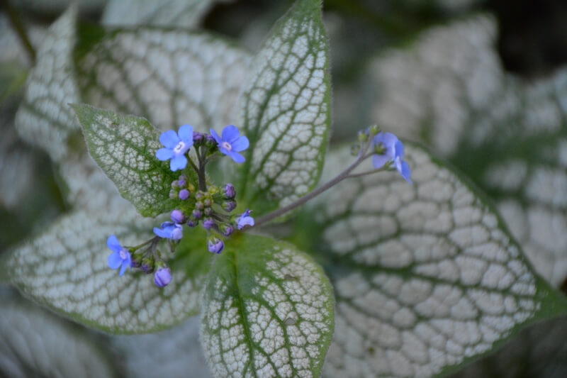 Brunnera Sea Heart Flowers