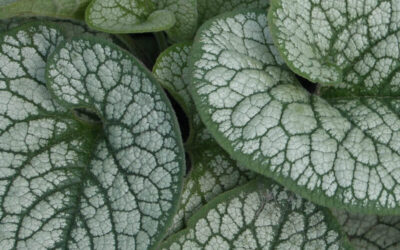 Brunnera Sea Heart
