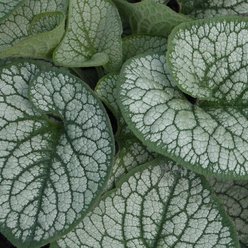 Brunnera Sea Heart Foliage