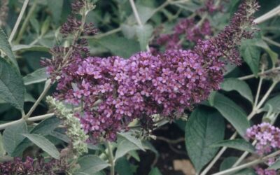 Buddleja Lochinch