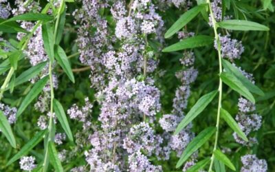 Buddleja alternifolia