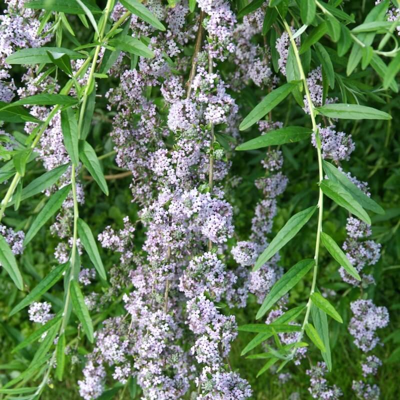 Buddleja alternifolia Cropped