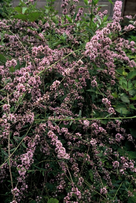Buddleja alternifolia Flowering