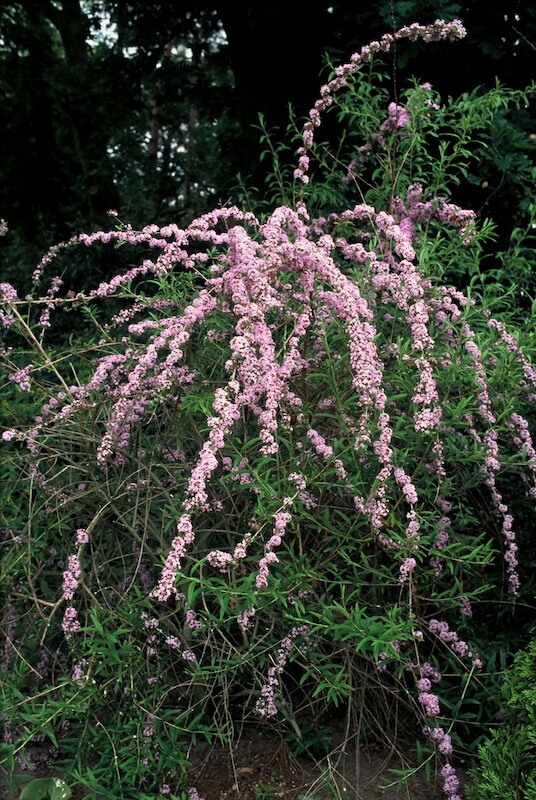 Buddleja alternifolia Flowers