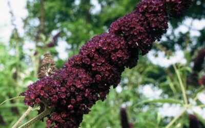 Buddleja Black Knight