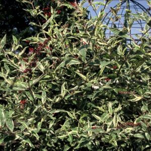 Buddleja Masquerade