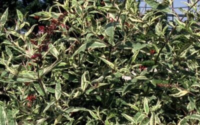 Buddleja Masquerade