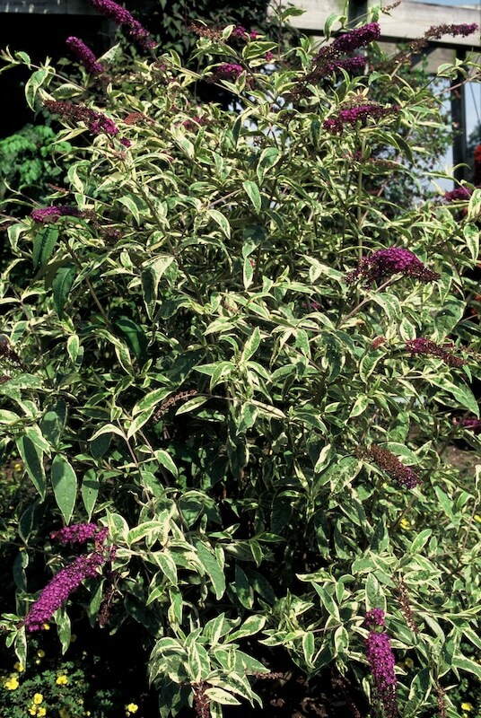 Buddleja davidii Masquerade Variegated Foliage and Flowers Buddleja Masquerade Variegated Foliage and Flowers