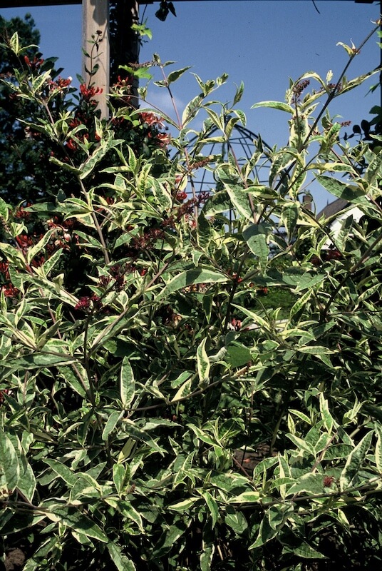 Buddleja davidii Masquerade Variegated Foliage Buddleja Masquerade Variegated Foliage