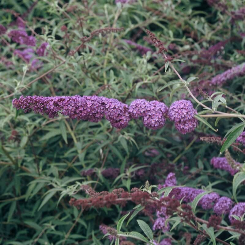 Buddleja davidii Nanho Blue Flowering Cropped Buddleja Nanho Blue Flowering Cropped