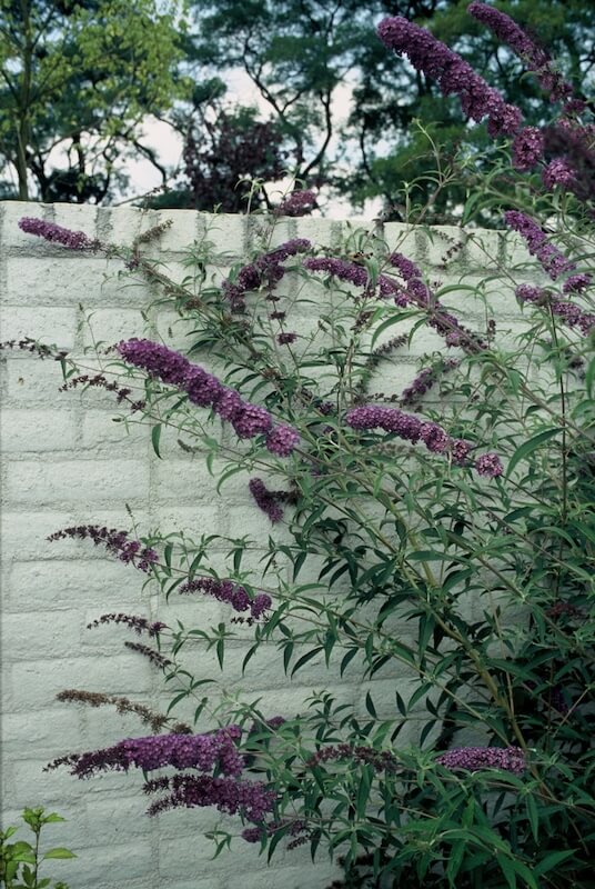 Buddleja davidii Nanho Blue Flowering near a wall Buddleja Nanho Blue Flowering near a wall