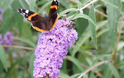 How to Create a Pollinator-Friendly Garden