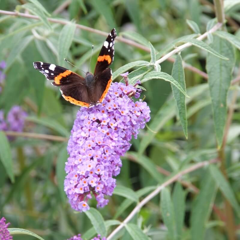 Buddleja Nanho Blue With Butterfly Cropped