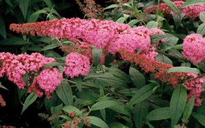 Buddleja Pink Delight