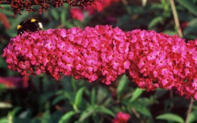 Buddleja Royal Red