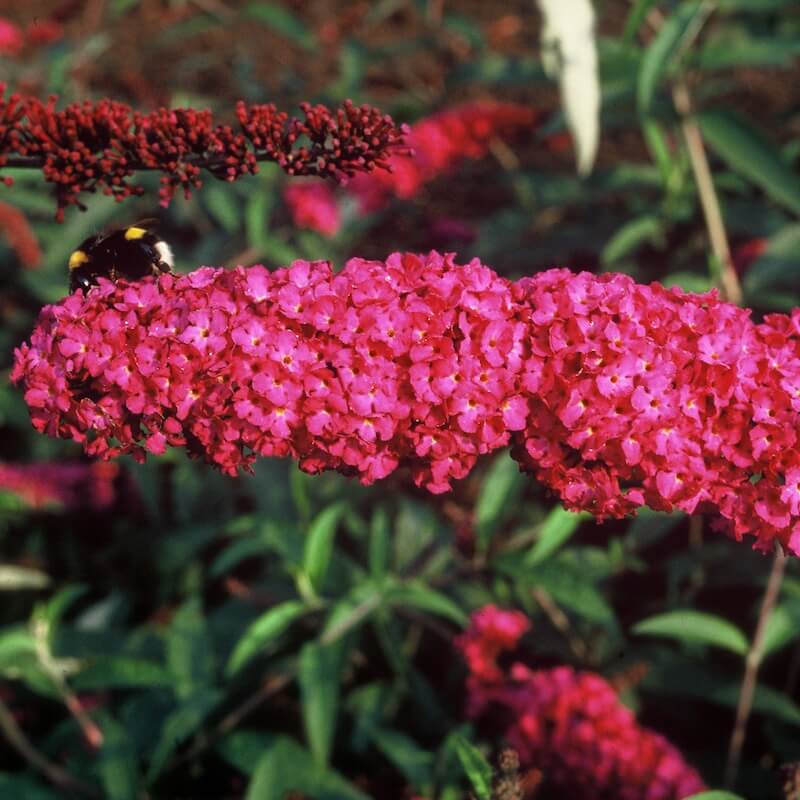 Buddleja davidii Royal Red Flower with Bee Buddleja Royal Red Flower with Bee